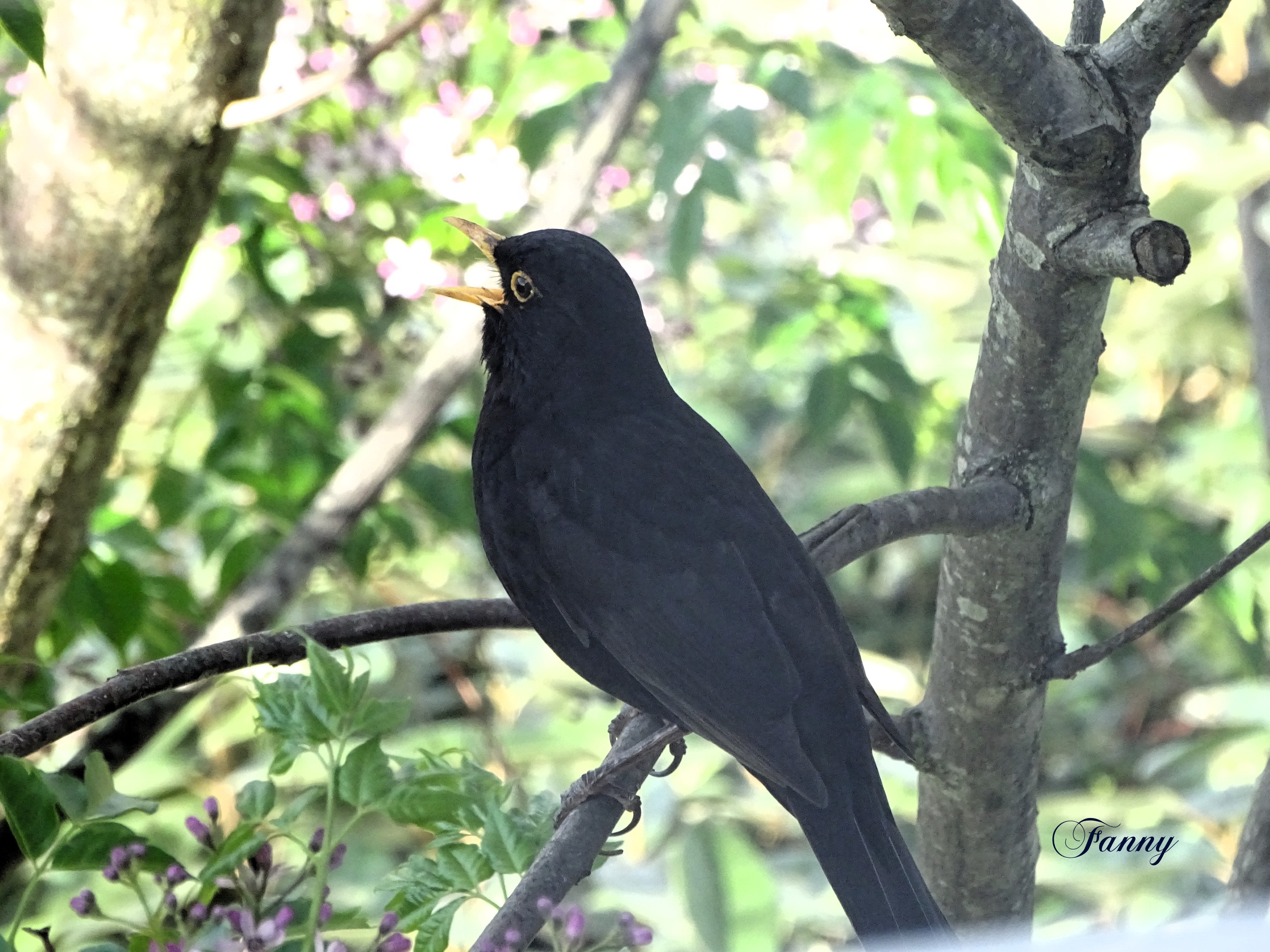 Merle noir DSC00888 Signé.jpg