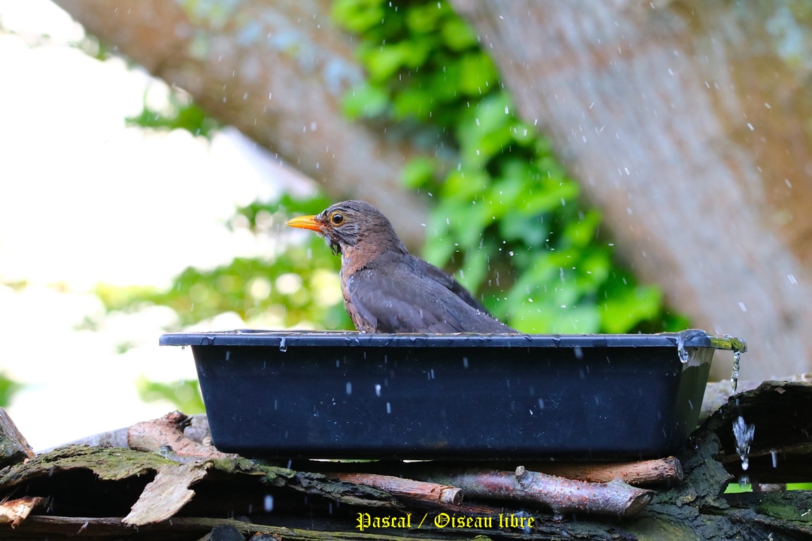 Merlette au bain Lundi 28 Avril 2025.JPG