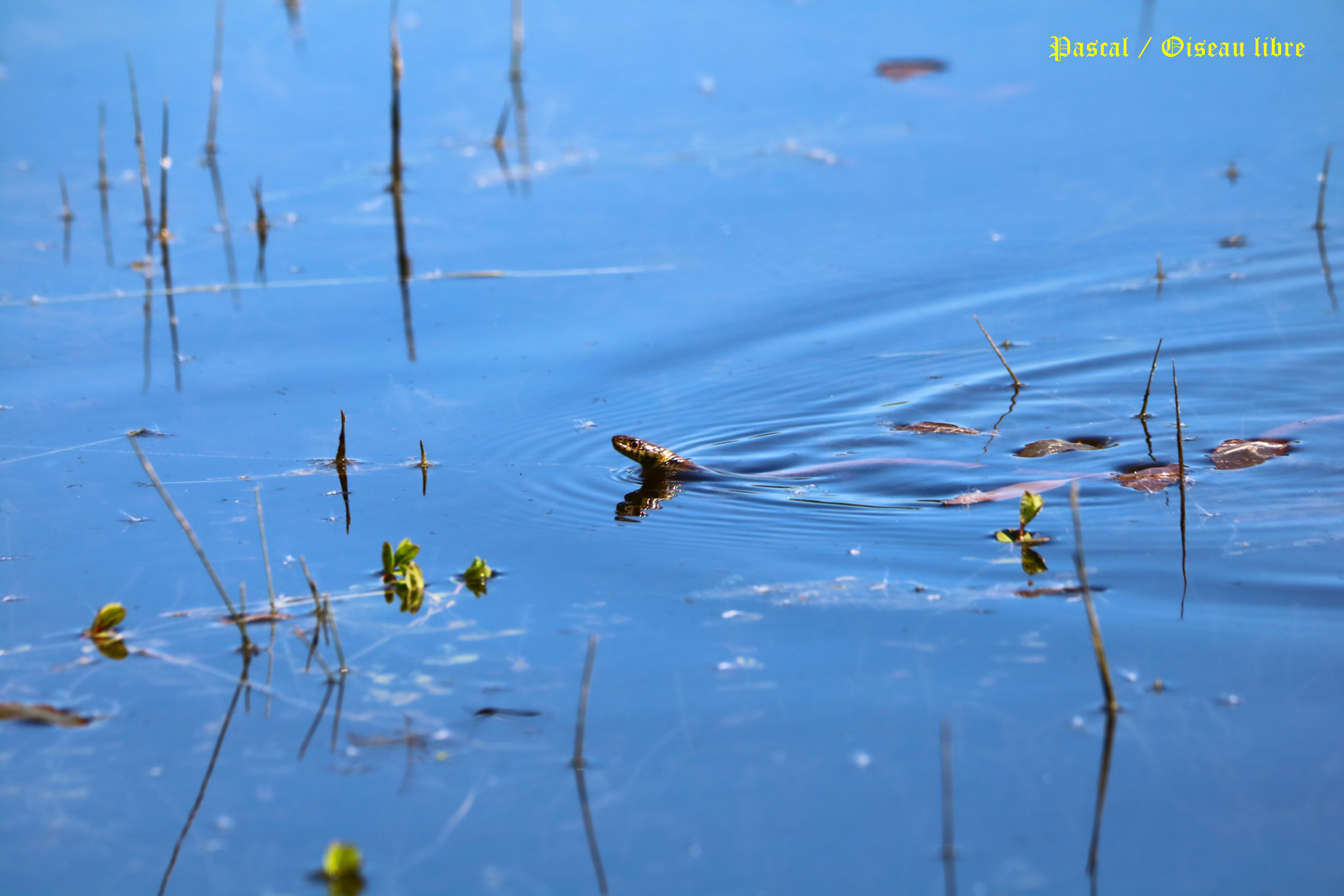 Couleuvre à collier landes de la Poterie Mercredi 30 Avril 2025.JPG