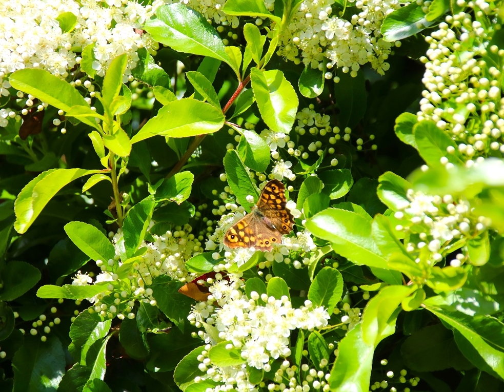 Tircis sur Pyracantha 15 Mai 2025-crop.JPG