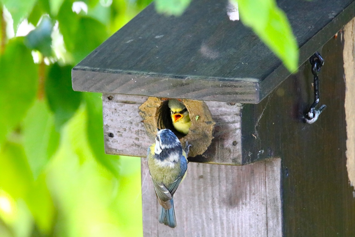 Nidification Mésanges bleues nichoir Charme à feuilles de houblons 19 Mai 2025 (5).JPG