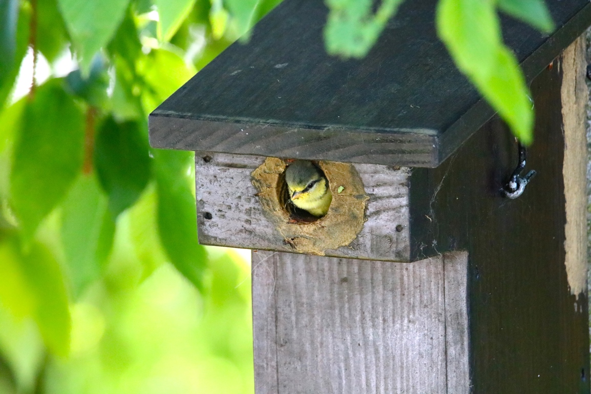 Nidification Mésanges bleues nichoir Charme à feuilles de houblons 19 Mai 2025 (7).JPG