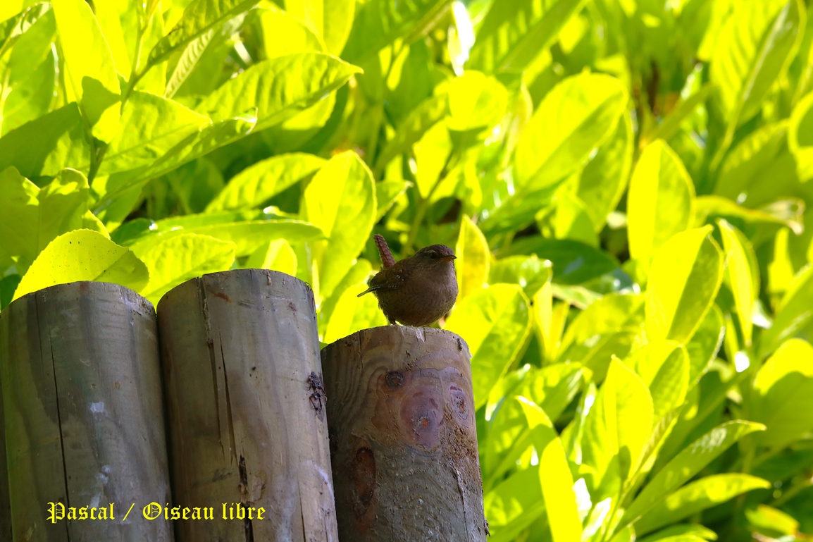 Nidification Troglodyte-mignon 22 Mai 2025 (2).JPG