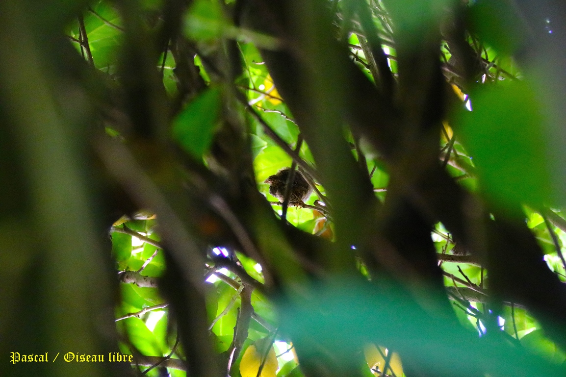 Nidification Troglodyte-mignon 22 Mai 2025 (3).JPG