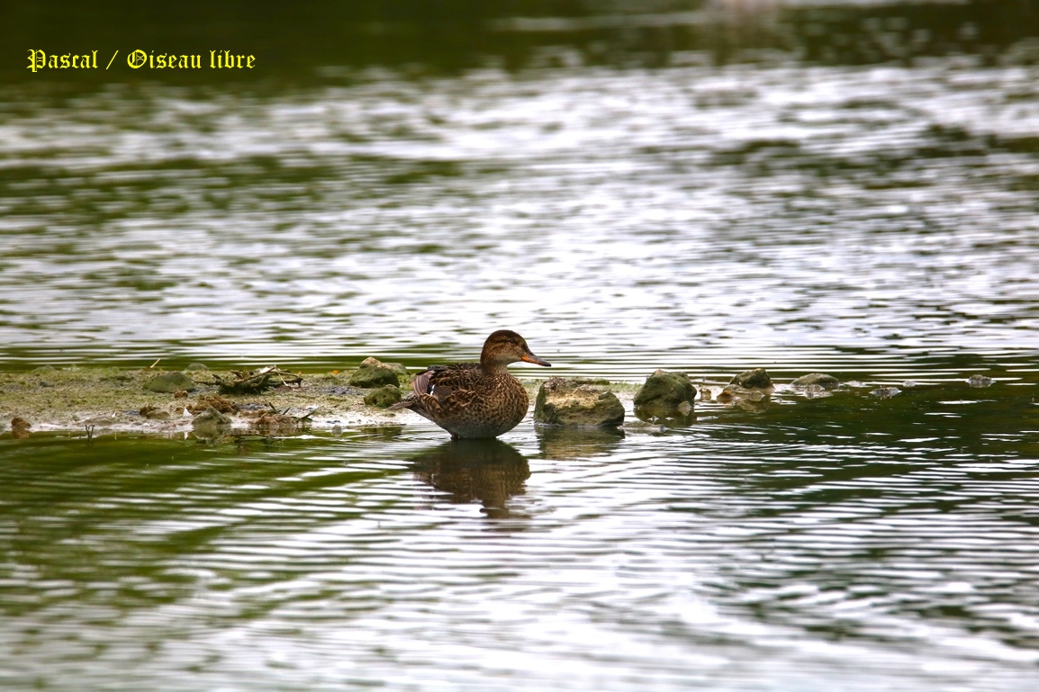Sarcelle d'hiver Pommeret 23 Mai 2025 (1).JPG