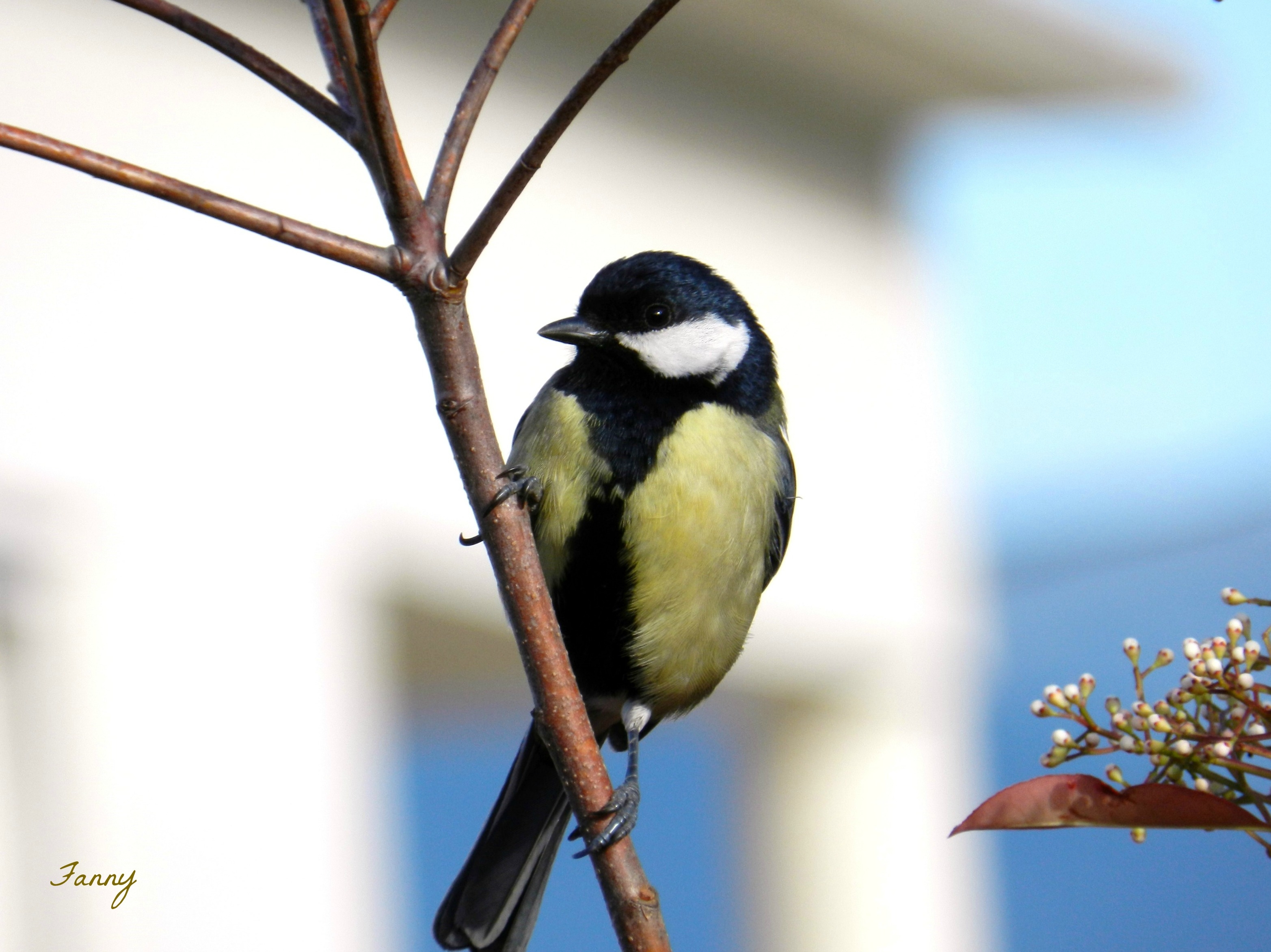 Mésange charbonnière 21 04 12 008 (2).jpg