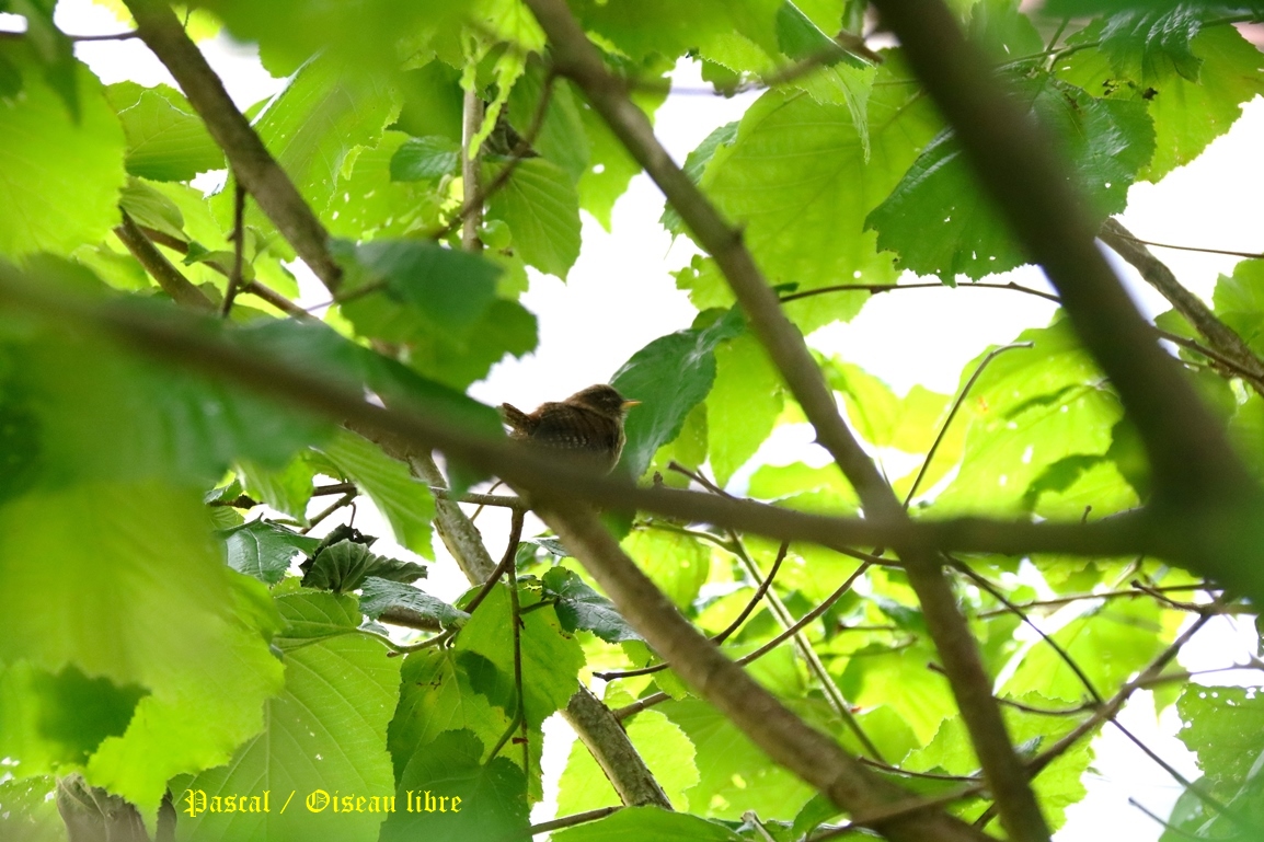 Nidification Troglodyte-mignon noisetier Lundi 26 Mai 2025 (1).JPG