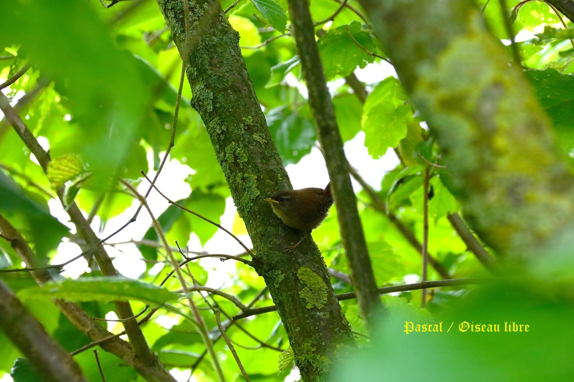 Nidification Troglodyte-mignon noisetier Lundi 26 Mai 2025 (2).JPG