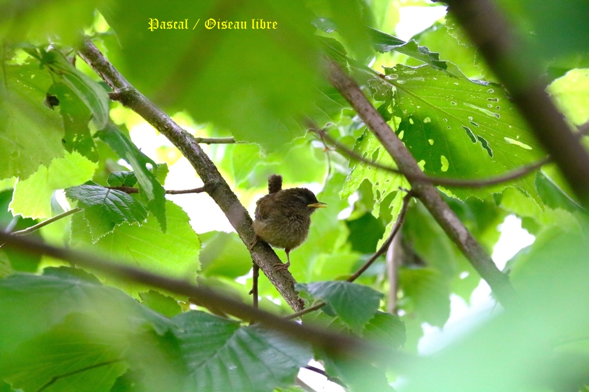 Nidification Troglodyte-mignon noisetier Lundi 26 Mai 2025 (3).JPG