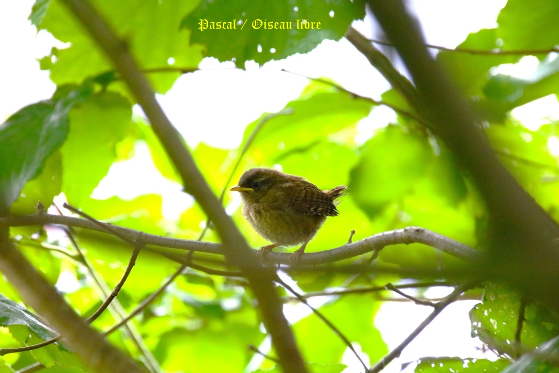 Nidification Troglodyte-mignon noisetier Lundi 26 Mai 2025 (4).JPG
