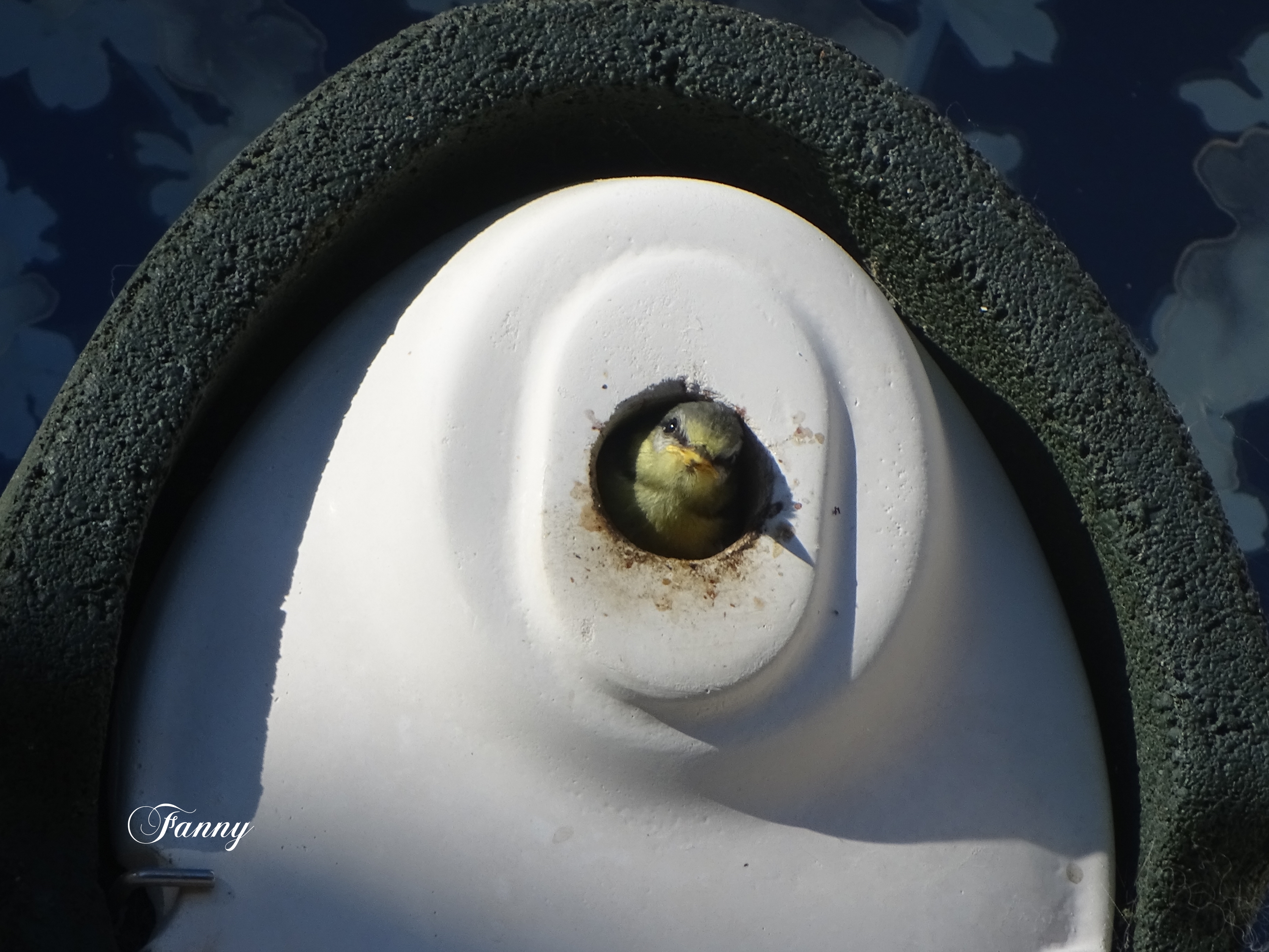 Mésange bleue , envol 31 mai2025 signéeDSC02069.jpg