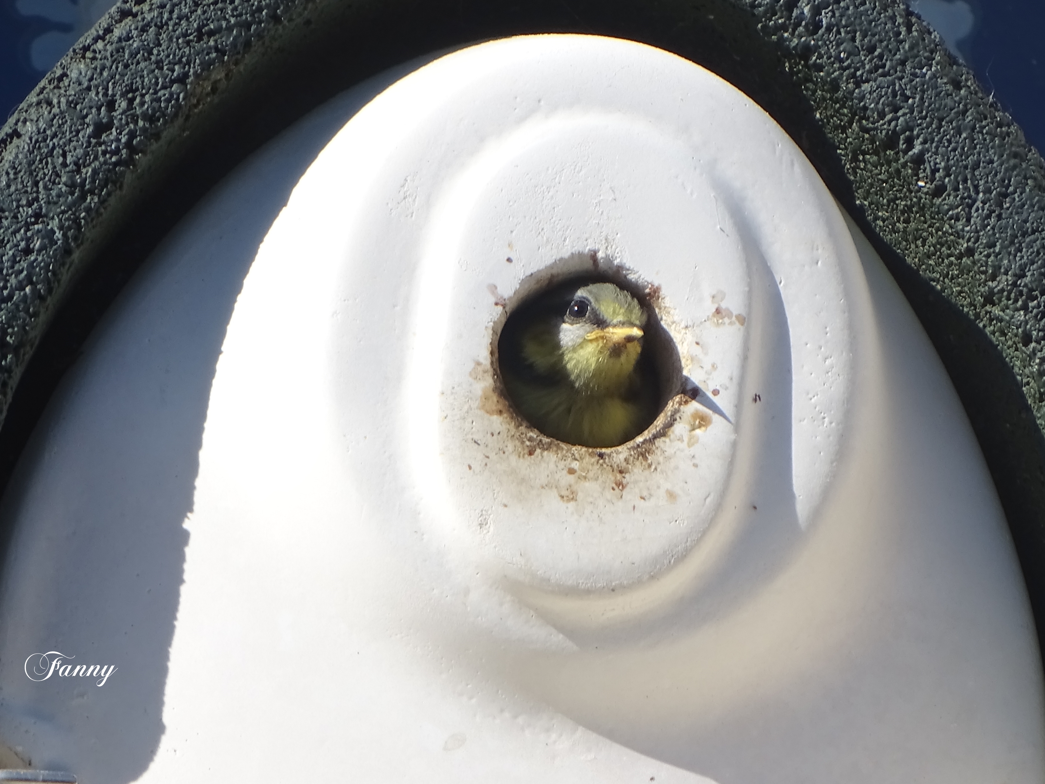 Signée DSC02071.jpg