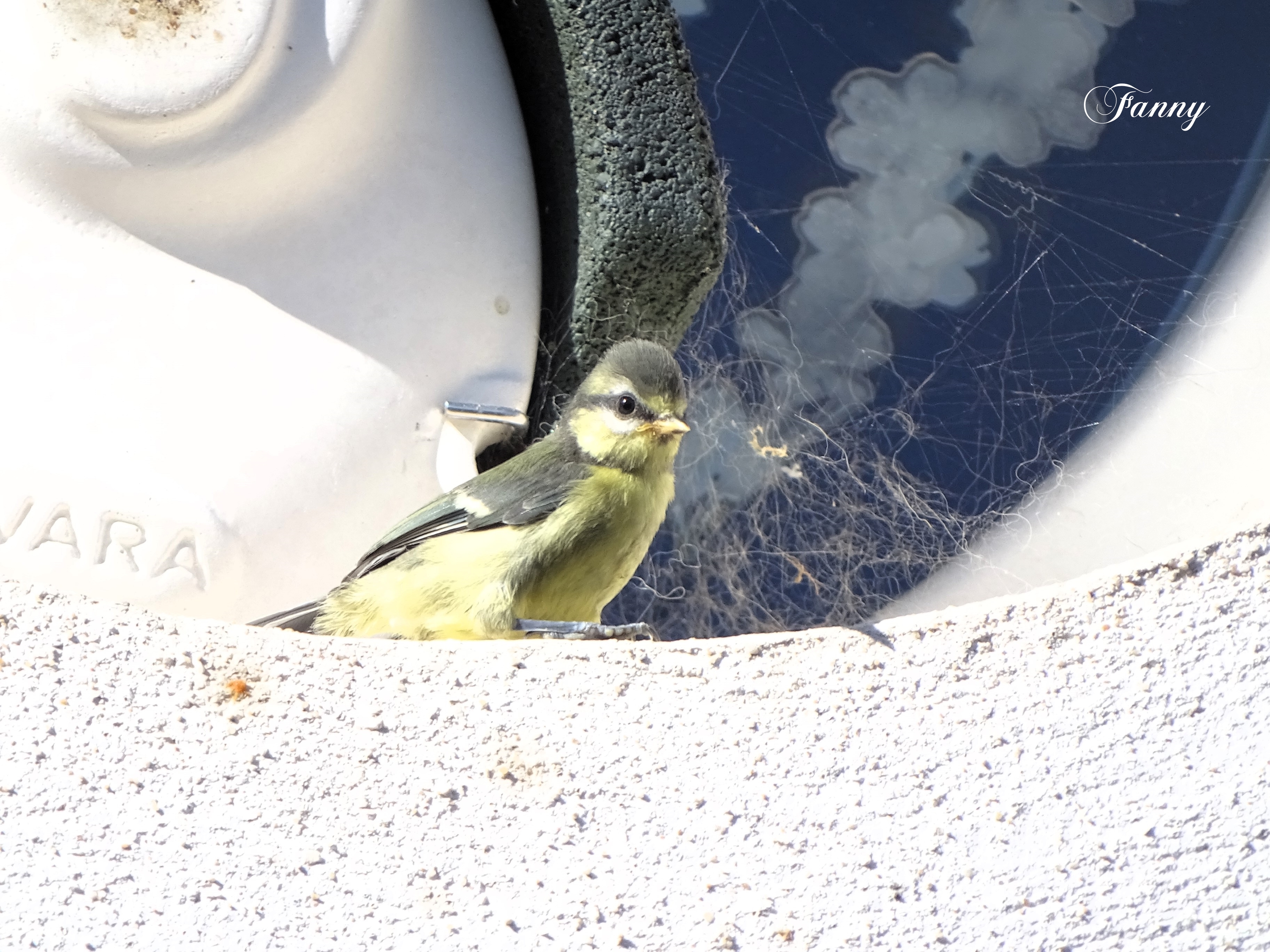 Départ Mesance bleue 31 mai à 9h  Signée 2025DSC02075.jpg