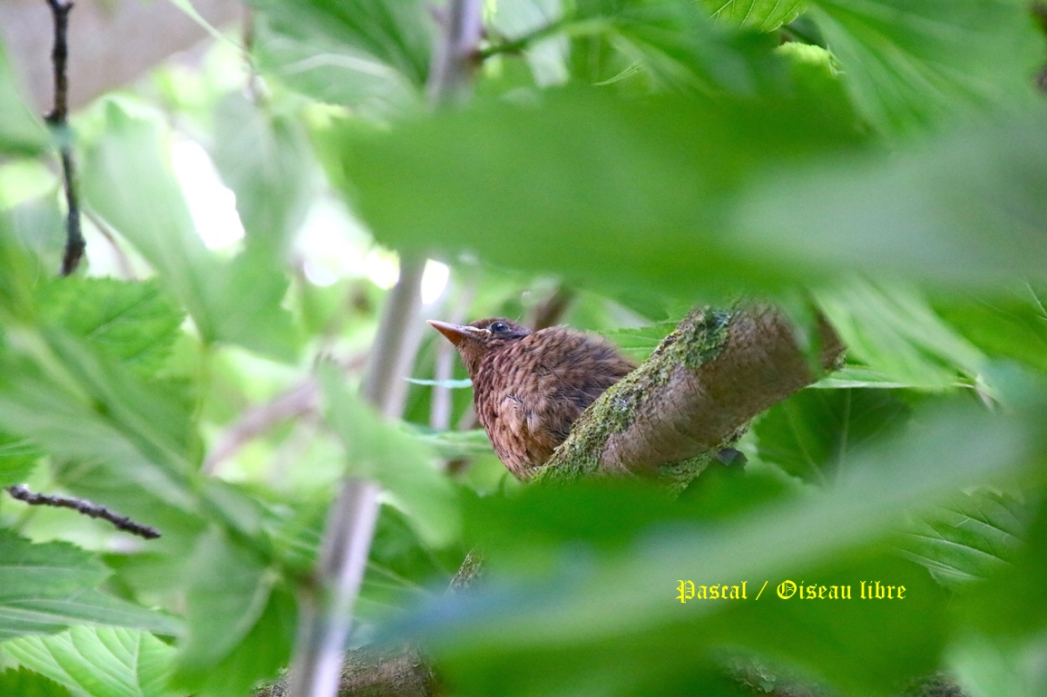 Juvéniles Merles dans murier à feuilles de platanes Lundi 9 Juin 2025 (2).JPG