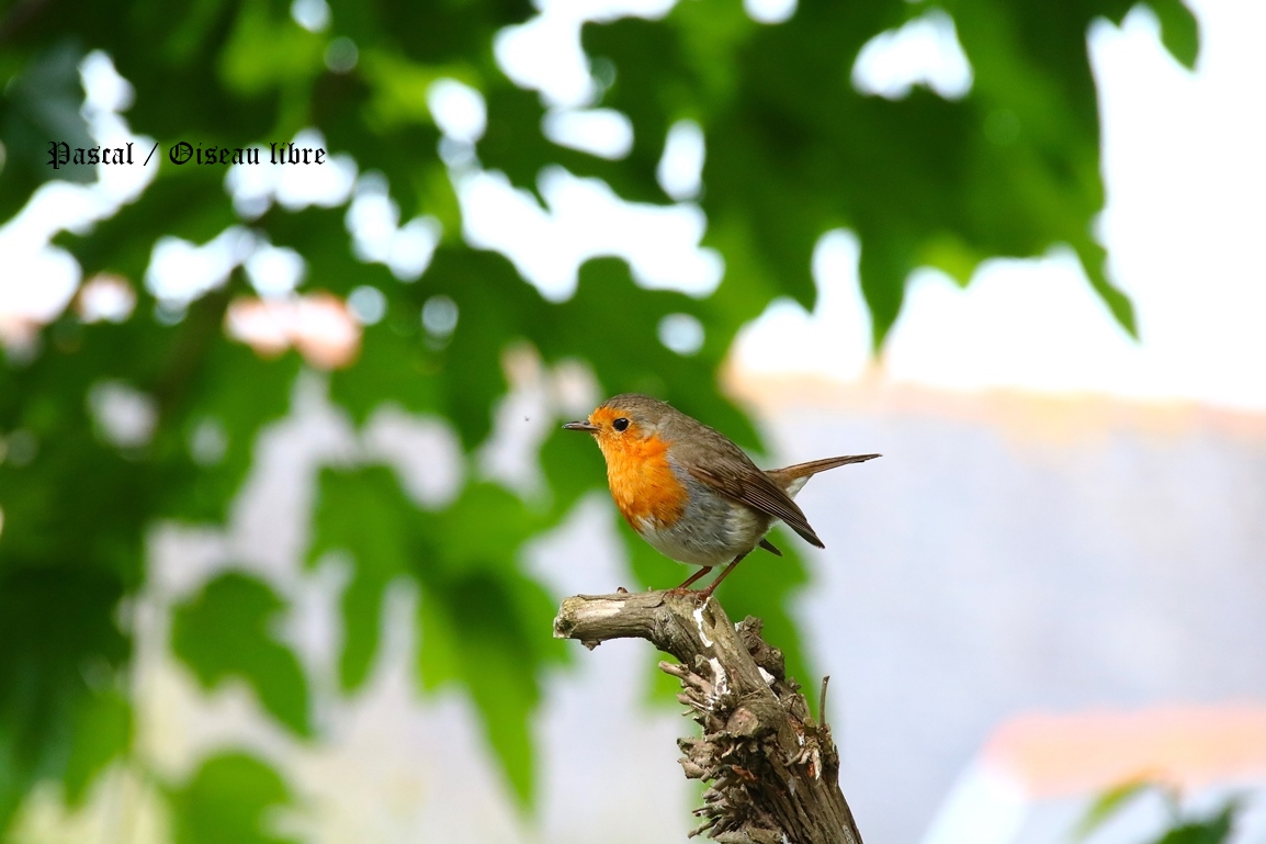 Rouge-gorge Lundi 9 Juin 2025.JPG