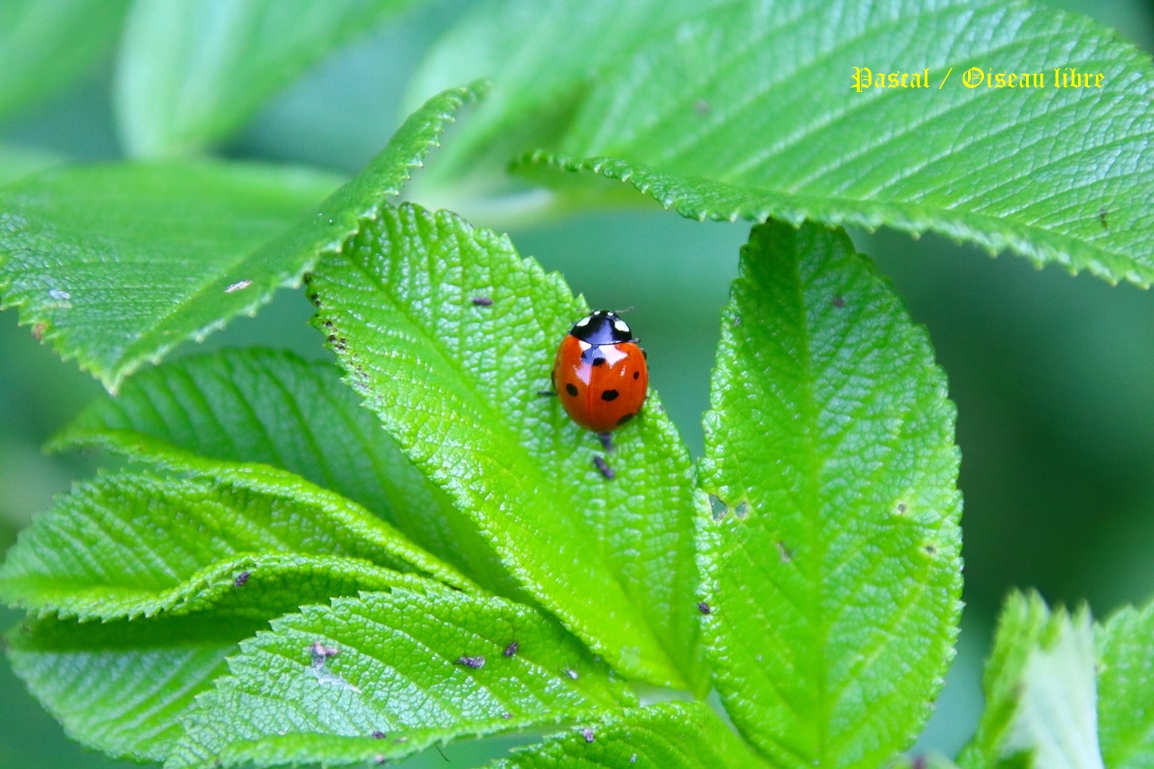 Coccinelle à 7 points sur rosier Rugosa Lundi 9 Juin 2025 (2).JPG