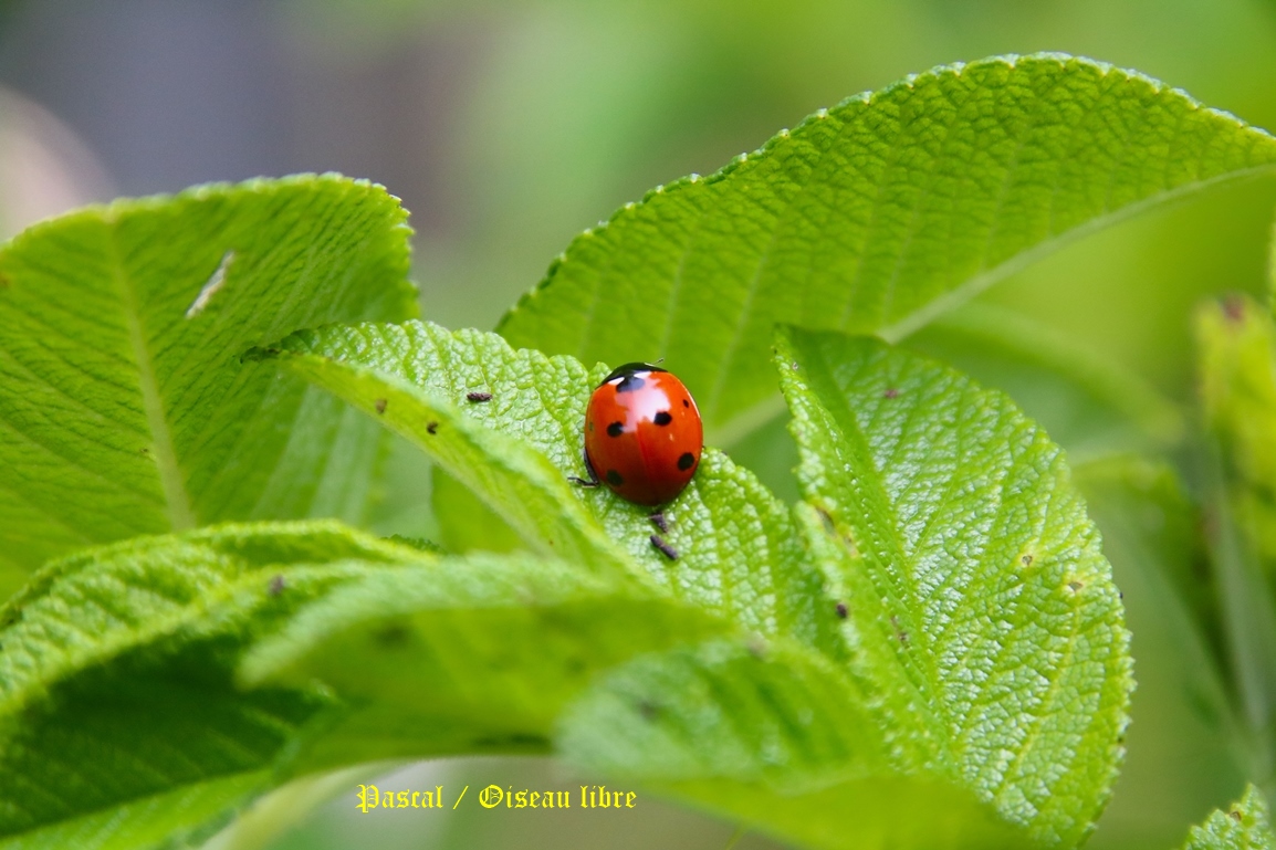 Coccinelle à 7 points sur rosier Rugosa Lundi 9 Juin 2025 (3).JPG