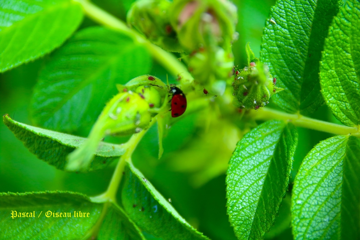 Coccinelle à 7 points sur rosier Rugosa Lundi 9 Juin 2025 (1).JPG