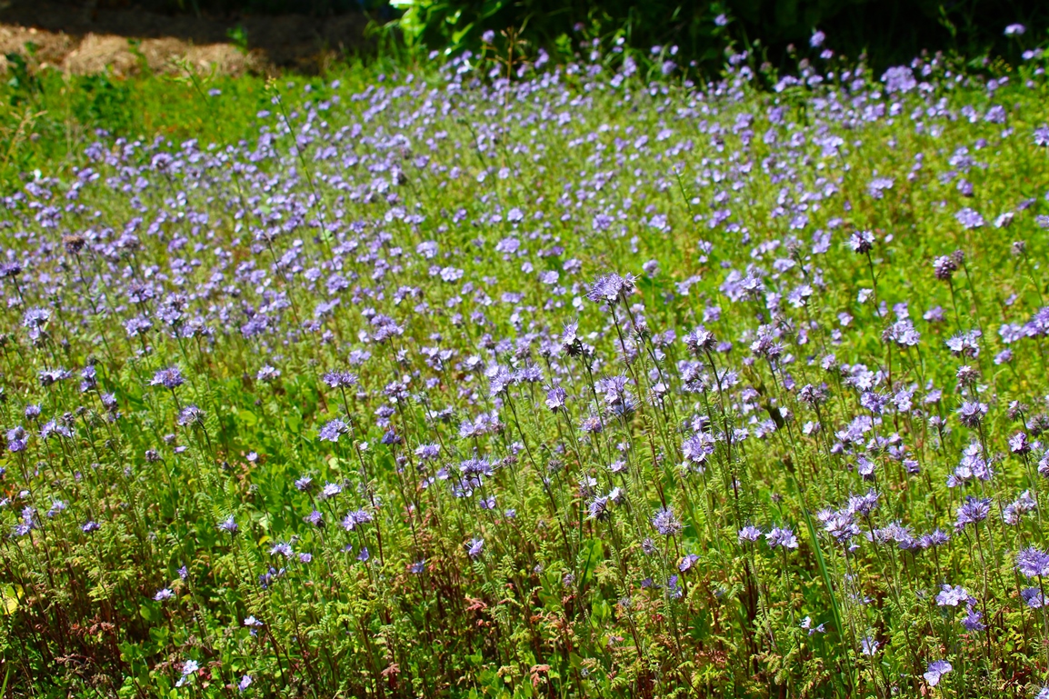 Phacélie en fleurs Mercredi 11 Juin 2025.JPG