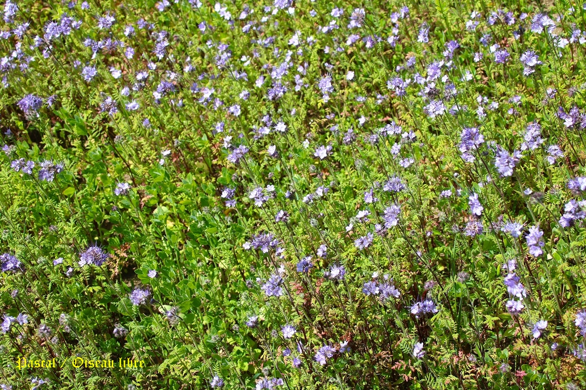 Phacélie en fleurs Mercredi 11 Juin 2025 (2).JPG