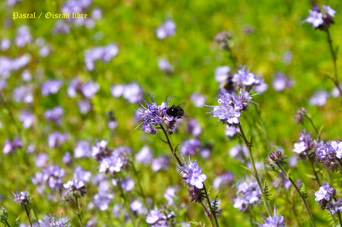 Bourdons des pierres sur Phacélie Mercredi 11 Juin 2025 (1).JPG