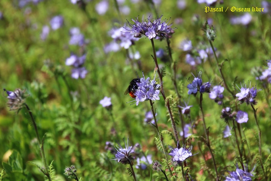 Bourdons des pierres sur Phacélie Mercredi 11 Juin 2025 (3).JPG