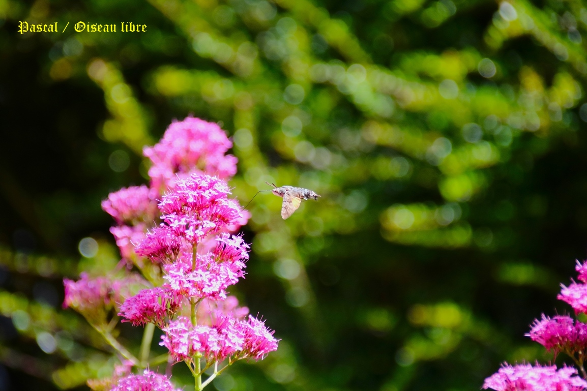 Moro-sphinx sur Valérianes jardin Mercredi 11 Juin 2025 (2).JPG