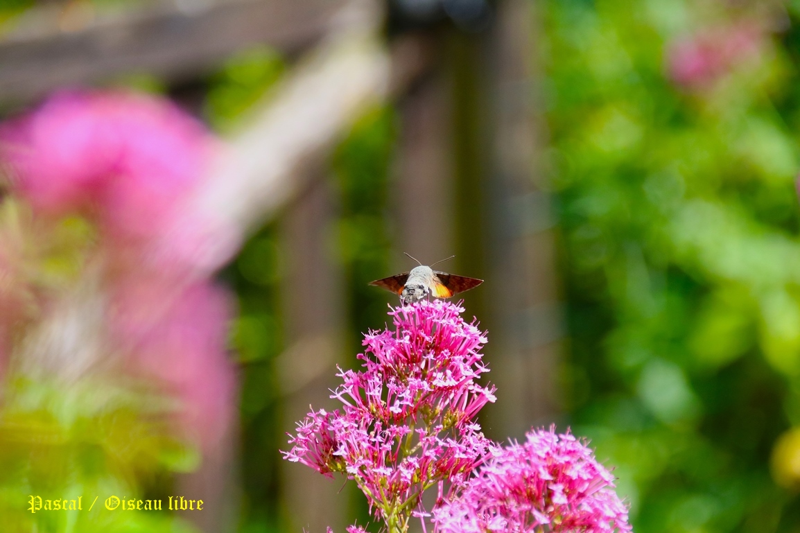 Moro-sphinx sur Valérianes jardin Mercredi 11 Juin 2025 (3).JPG