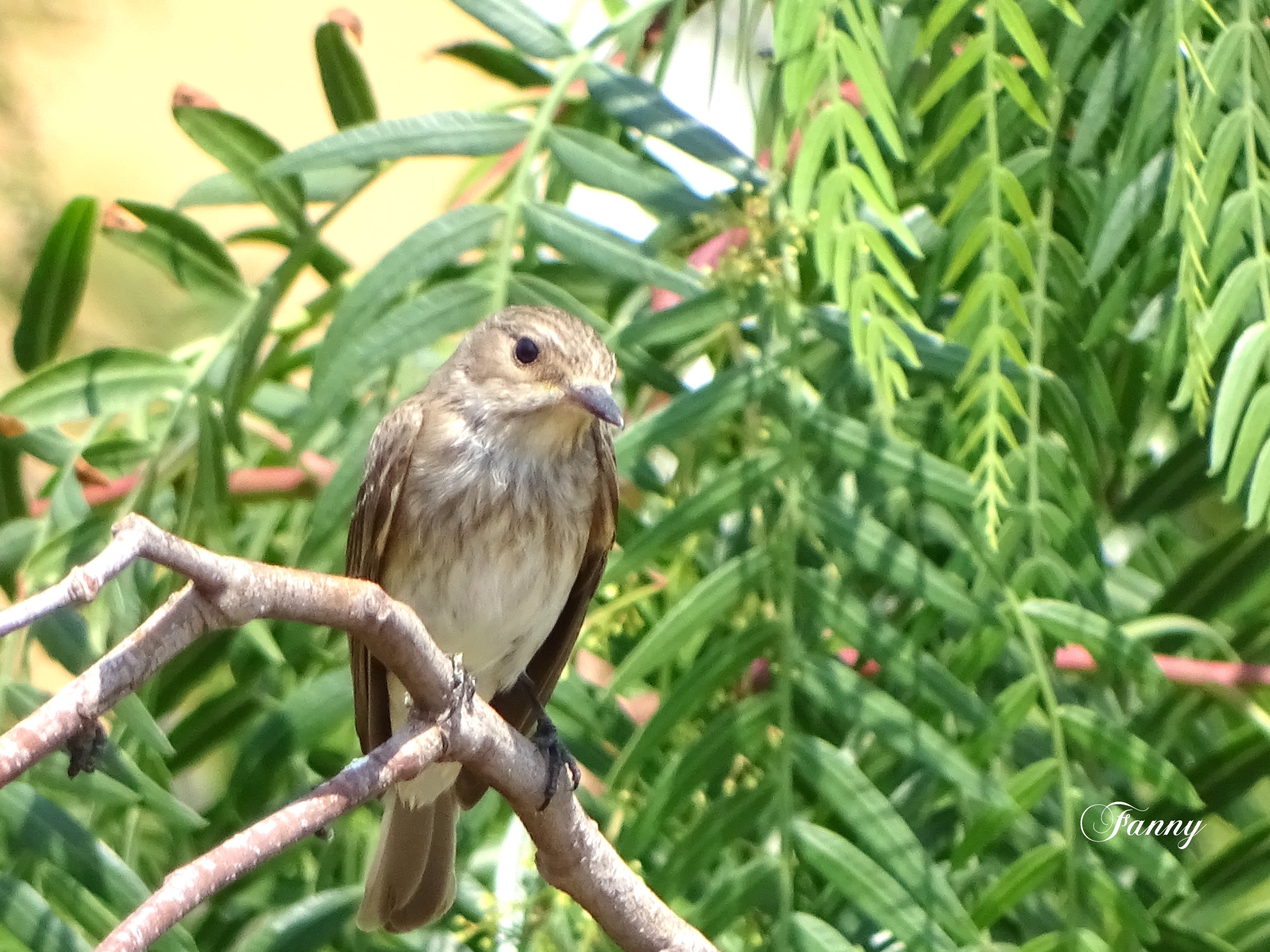 Gobemouche 2025 SignéDSC02182.jpg