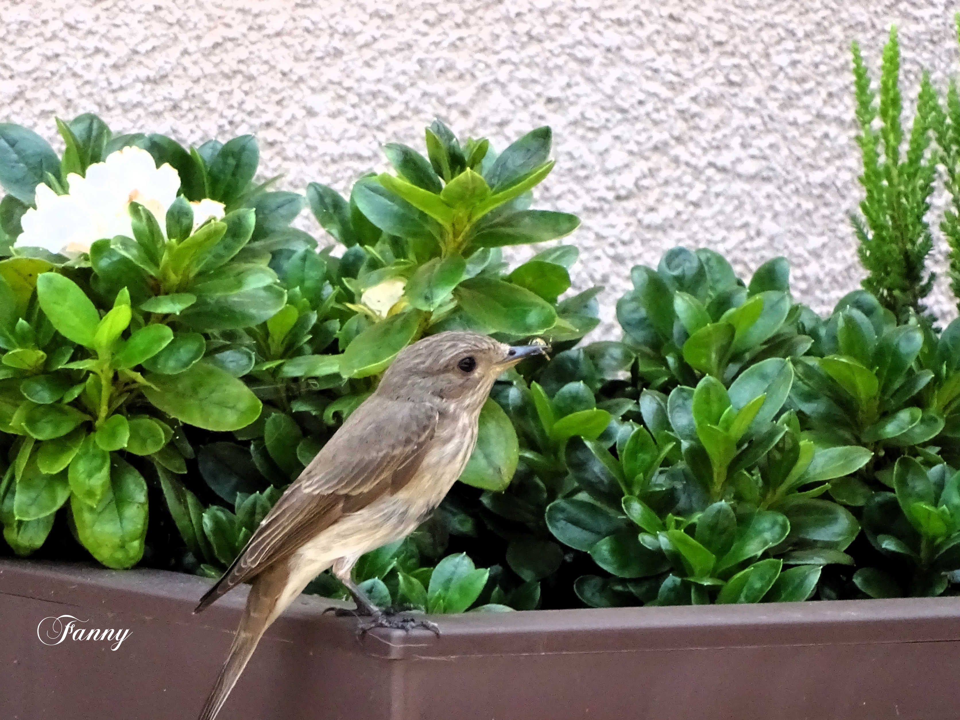 Gobemouche Signé 2025 DSC02191.jpg