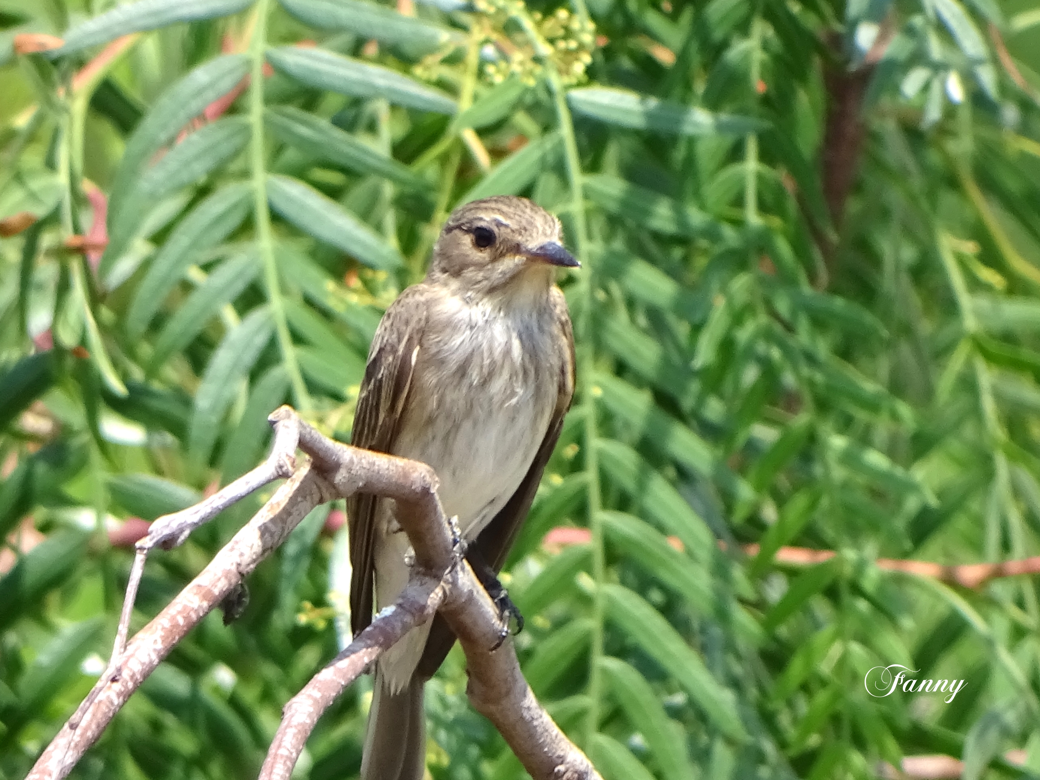 Gmouche gris copie Signée DSC02179.jpg