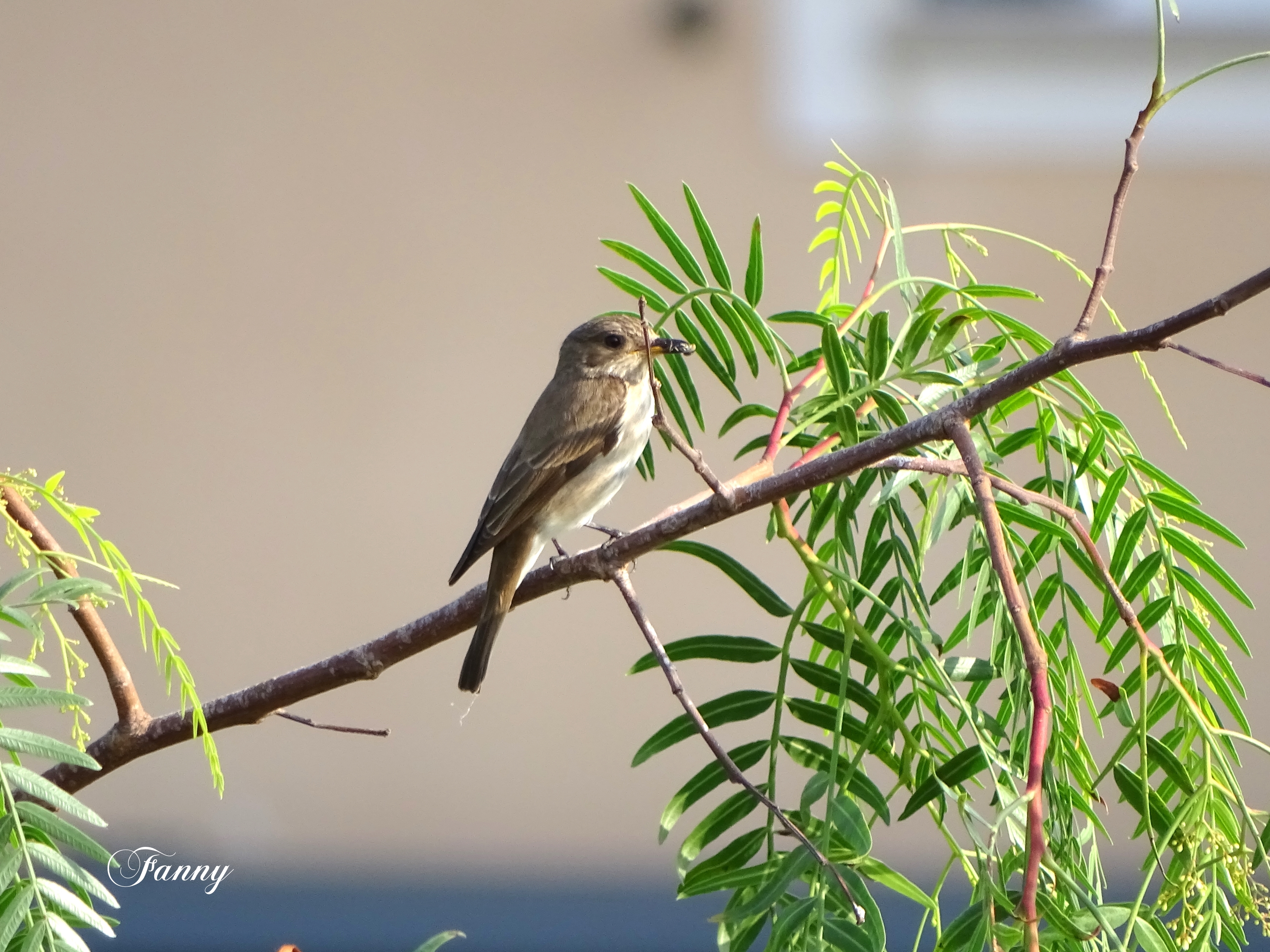 Gobemouche gris Signé2025DSC02201.jpg