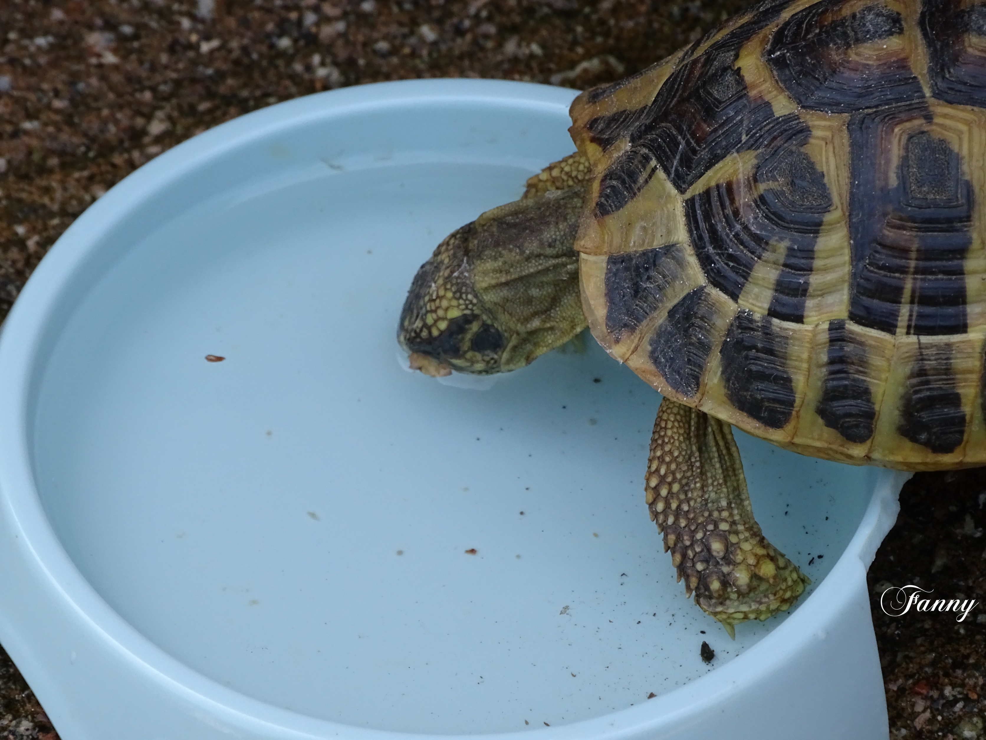 Tortue d'herman Signée DSC02238.jpg