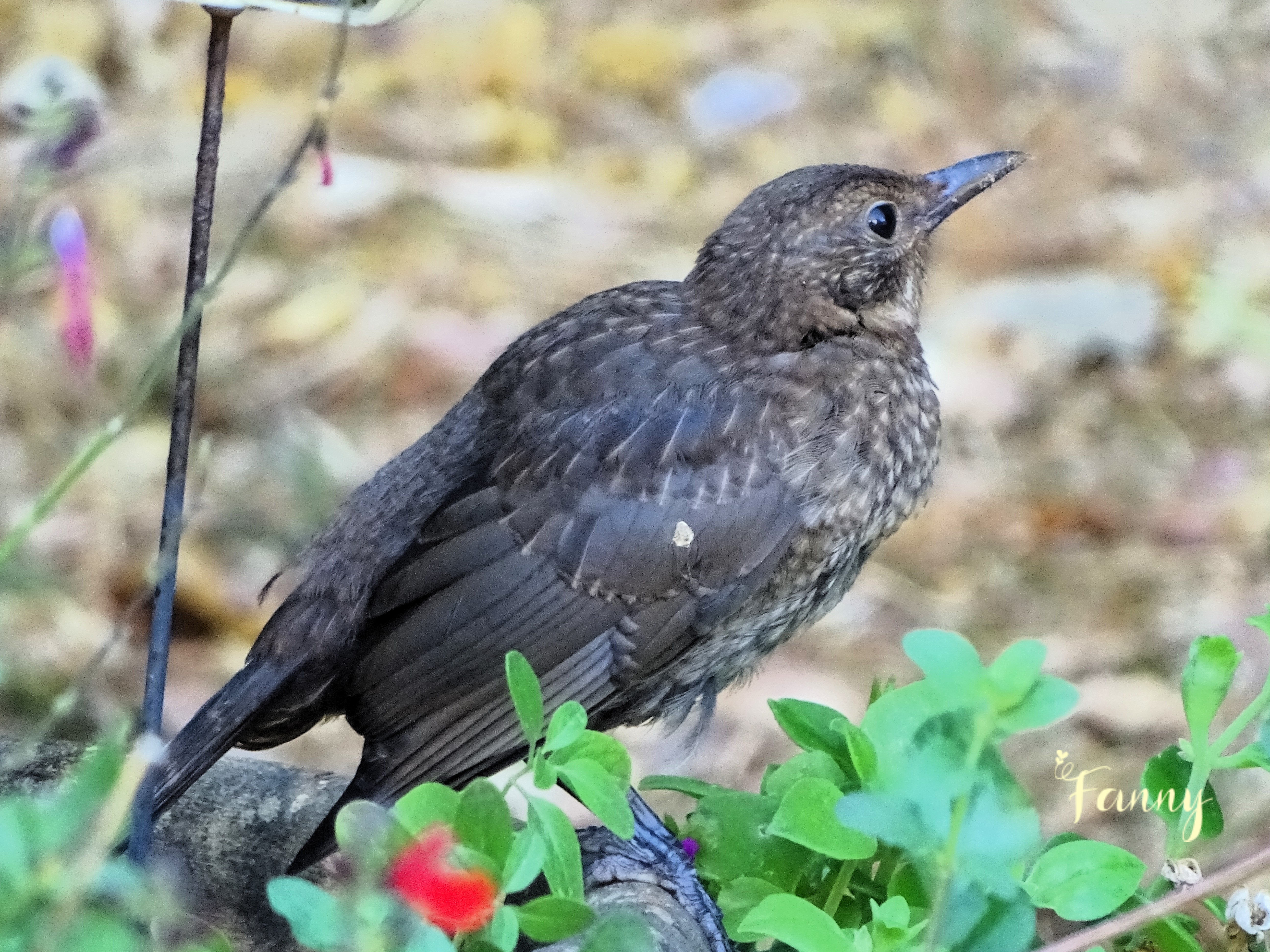 Merle juvénile  Signé DSC02574.jpg