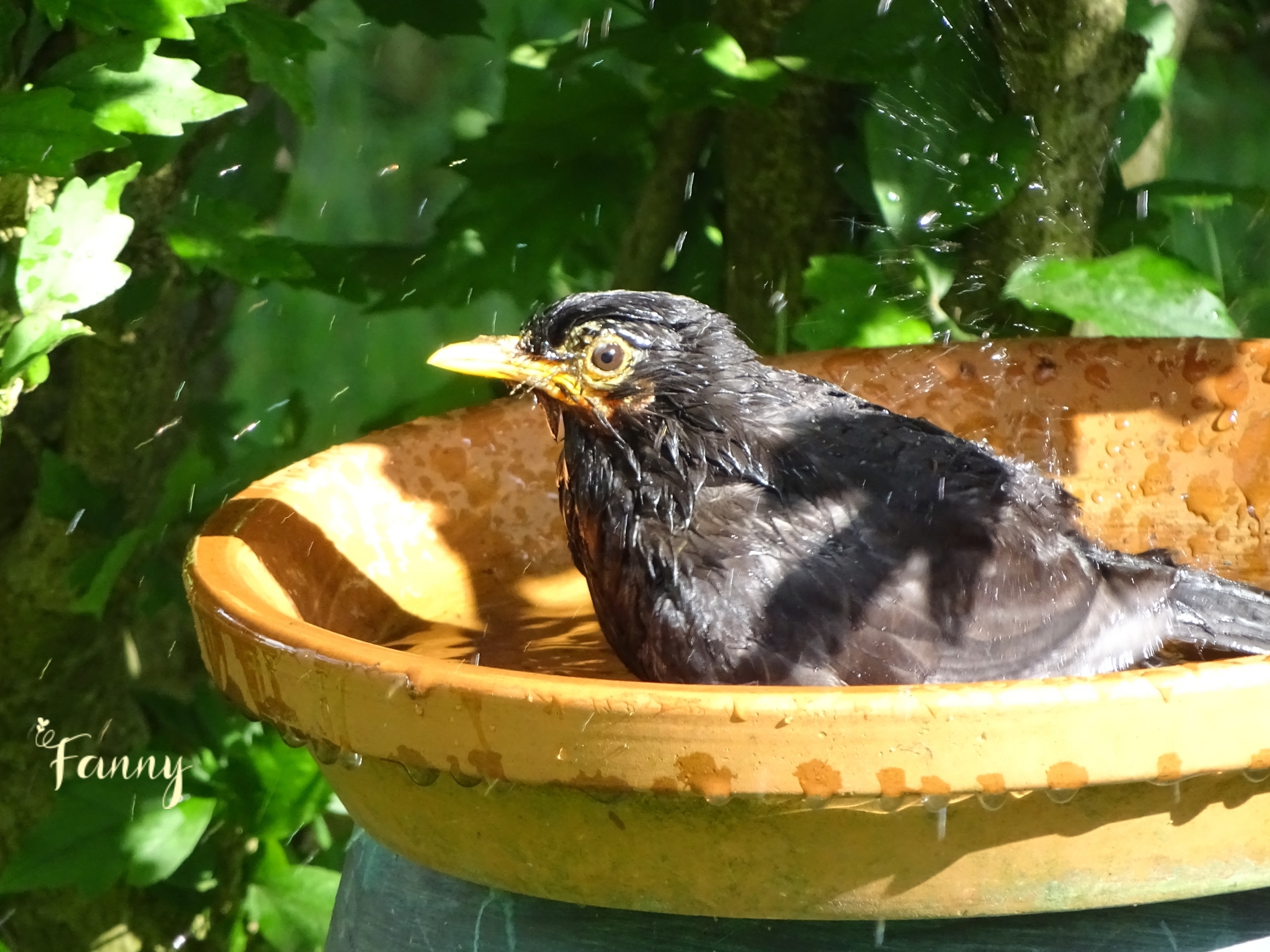 Merle noir signé  DSC01990.jpg