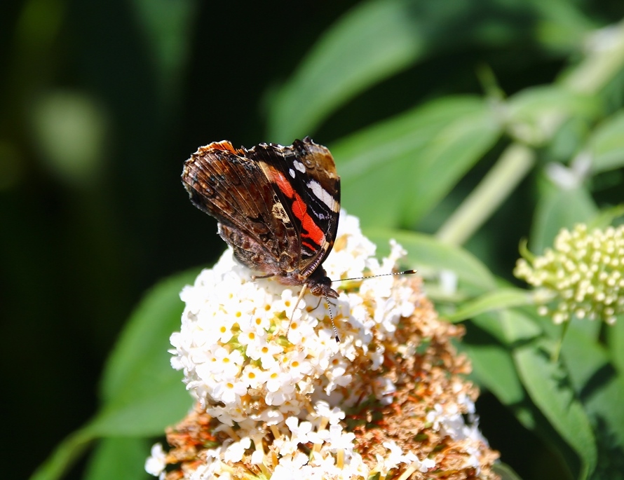 Vulcain sur Buddléïa  white profusion 9 Juillet 2025.JPG