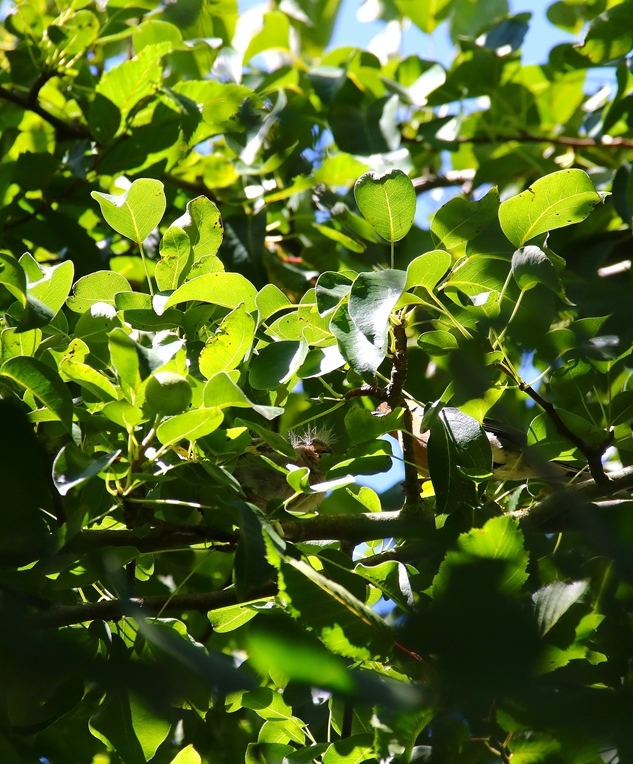 Juvénile Pinson des arbres 9 Juillet 2025 (3).JPG