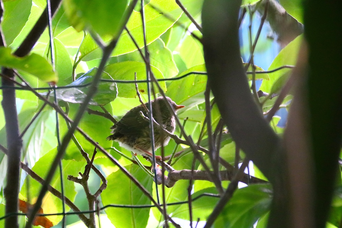 Juvénile non identifié 10 Juillet 2025.JPG