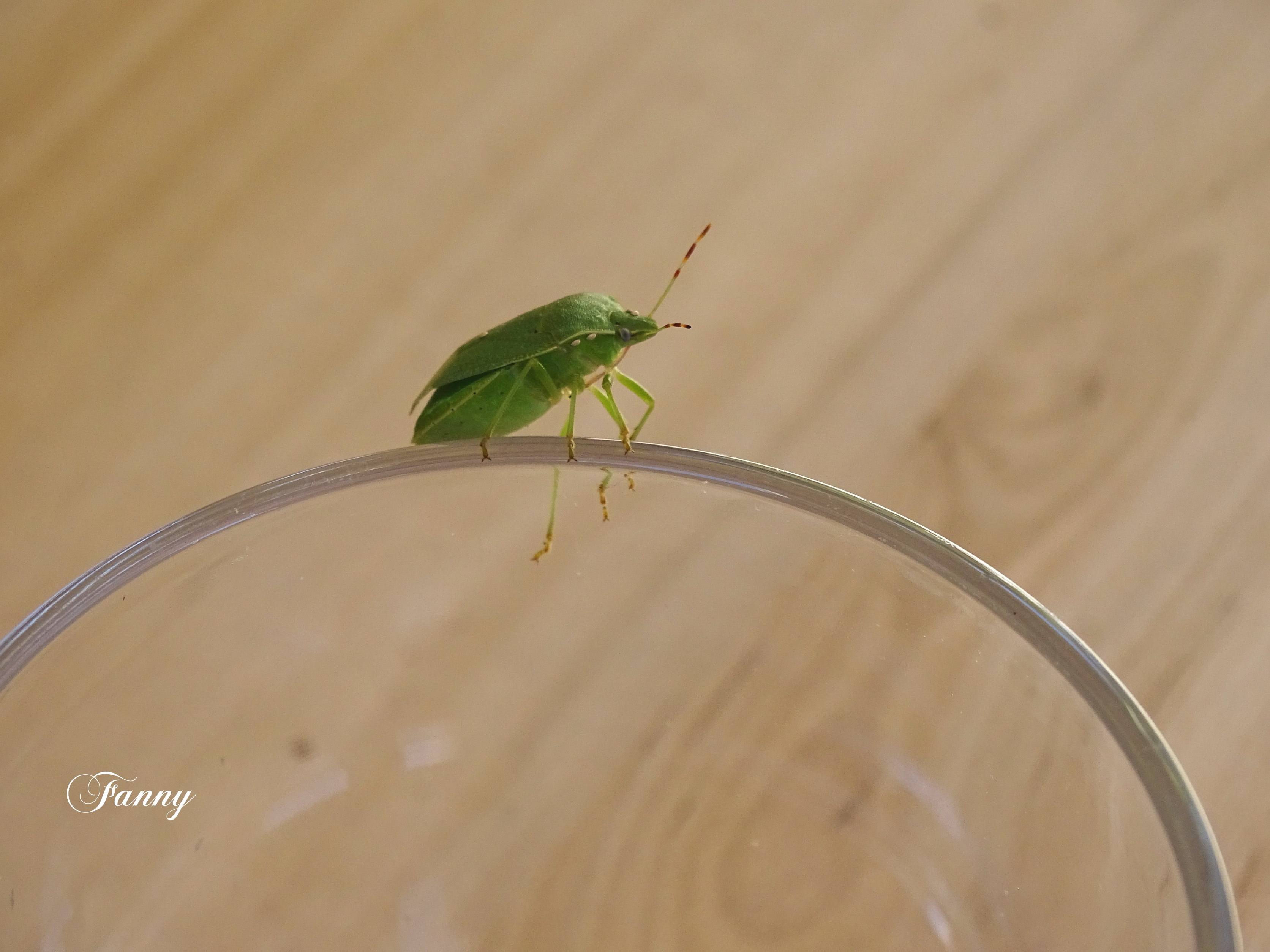 Punaise des bois Signée Fanny DSC02776.jpg