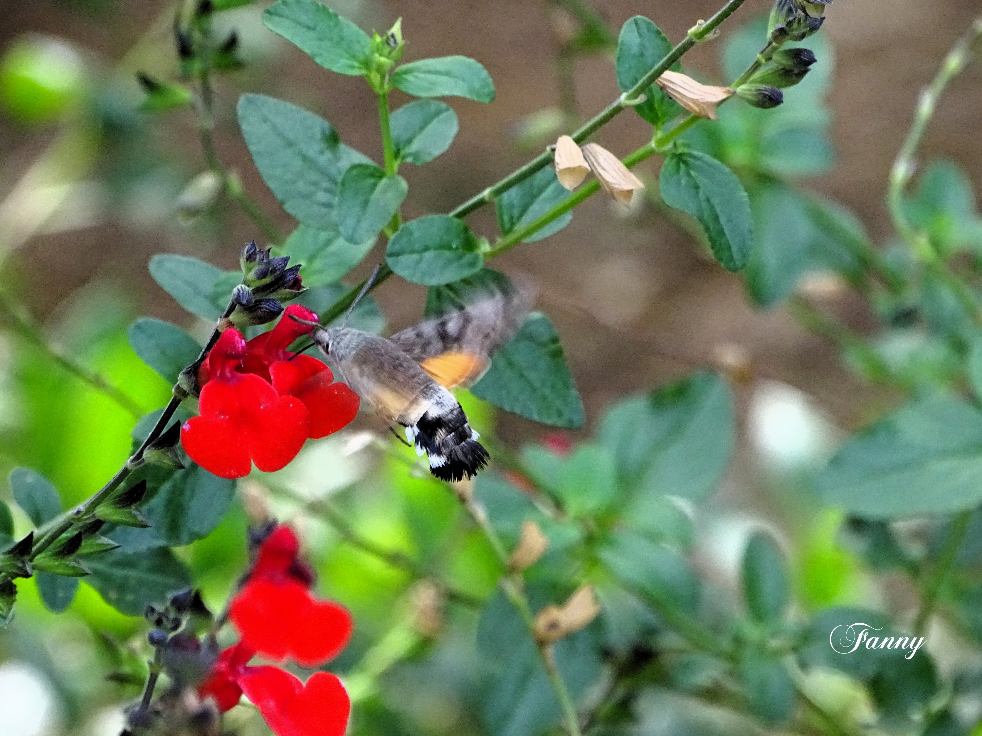 Monos copie  SignéDSC02789.jpg