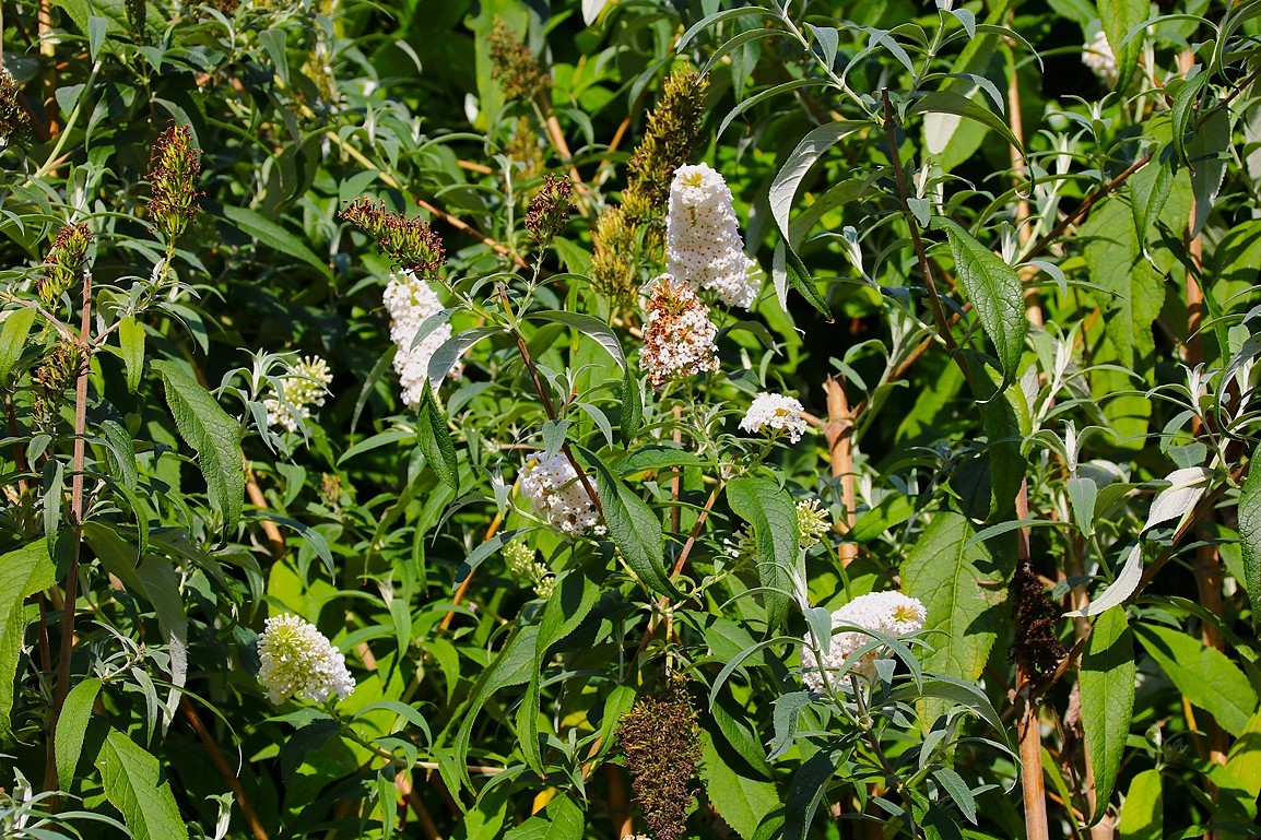 Floraison Buddléïas White profusion Septembre 2025.JPG