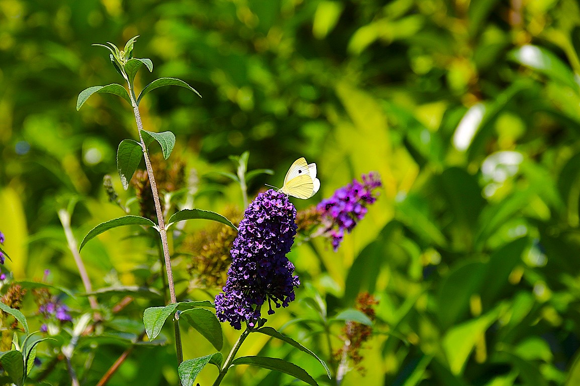 Piéride du chou sur Buddléïa Davidi Septembre 2025.JPG