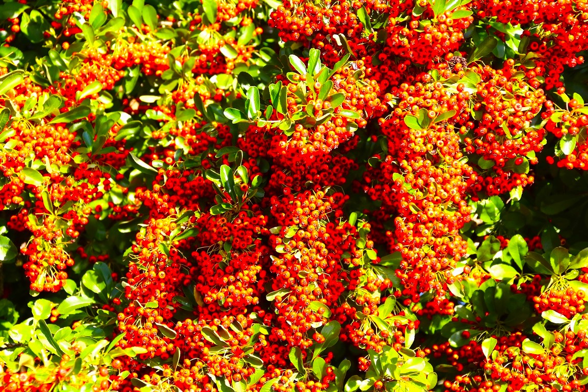 Fructification Pyracantha 20 Septembre 2025 (2).JPG