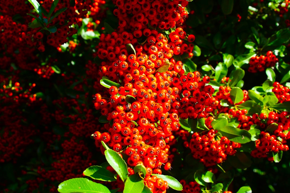 Fructification Pyracantha 20 Septembre 2025 (1).JPG