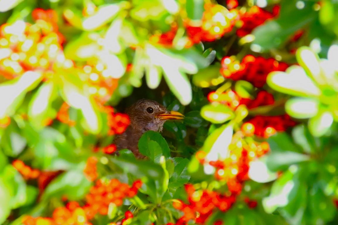 Merlette dans le Pyracantha 23 Septembre  2025.JPG