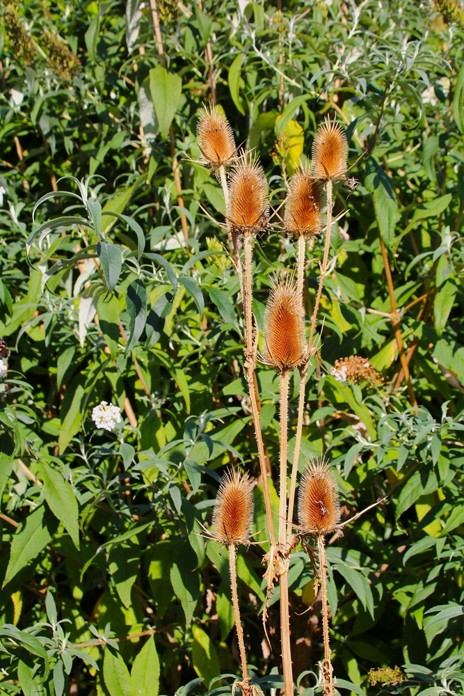 Floraison Cardères  20 Septembre 2025 (1).JPG