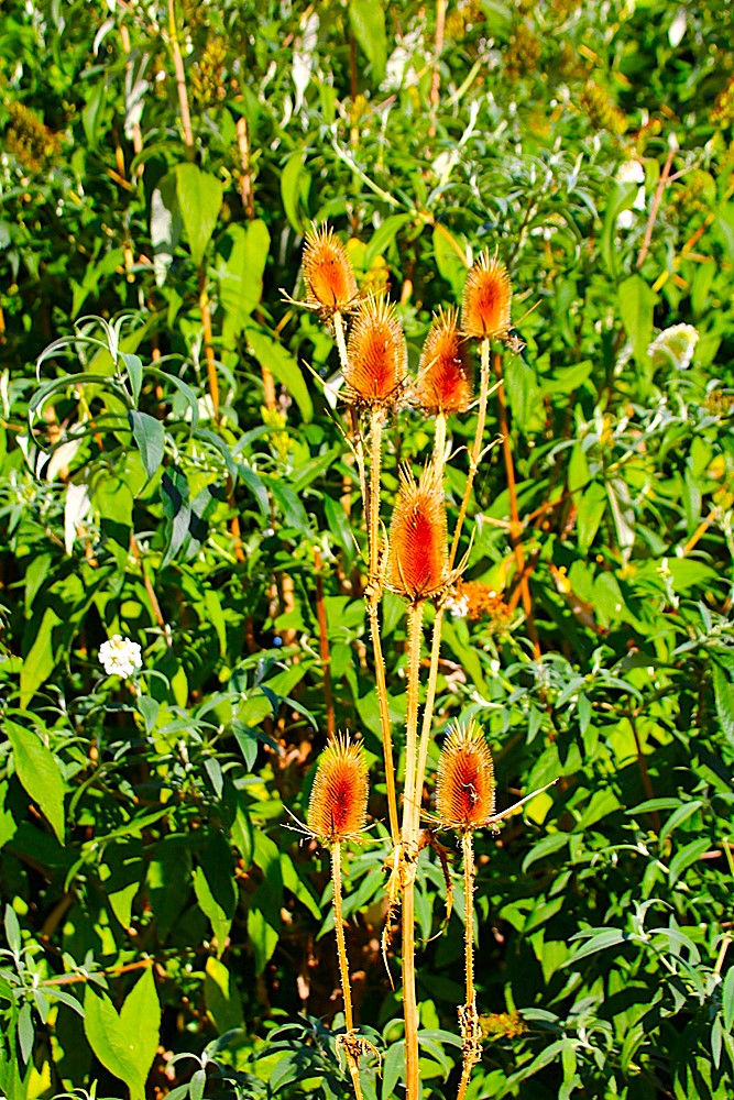 Floraison Cardères  20 Septembre 2025 (2).JPG