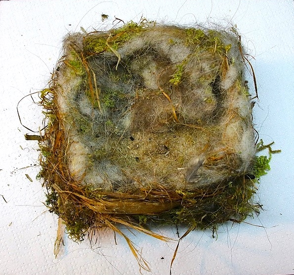 Nidification Mésanges Charbonnières nichoir 2025.JPG