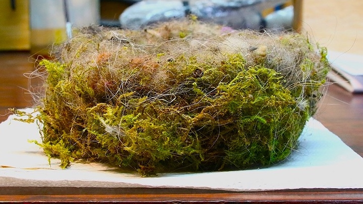 Nidification Mésanges charbonnières nichoir 2025 (2).JPG