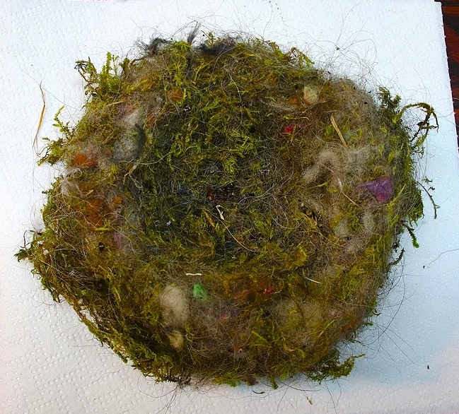 Nidification Mésanges bleues nichoir balcon  2025.JPG